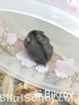 Hamster (হ্যামস্টার)